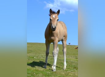 American Quarter Horse, Stute, Fohlen (05/2026), 150 cm, Buckskin