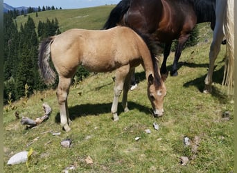 American Quarter Horse, Stute, Fohlen (05/2026), 150 cm, Buckskin