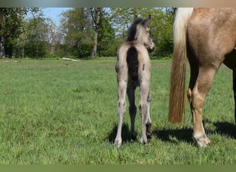 American Quarter Horse, Stute, , 150 cm, Buckskin