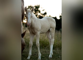American Quarter Horse, Stute, Fohlen (06/2026), 150 cm, Cremello