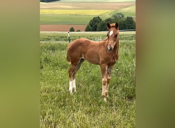 American Quarter Horse, Stute, , 150 cm, Dunkelfuchs