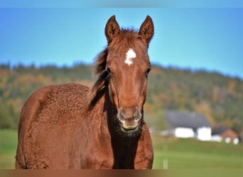 American Quarter Horse, Stute, Fohlen (03/2023), 150 cm, Dunkelfuchs