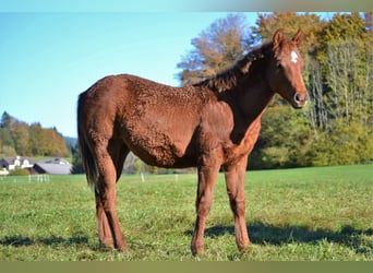 American Quarter Horse, Stute, Fohlen (03/2023), 150 cm, Dunkelfuchs