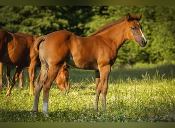 American Quarter Horse, Stute, Fohlen (05/2025), 150 cm, Dunkelfuchs