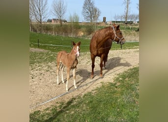 American Quarter Horse, Stute, , 150 cm, Dunkelfuchs