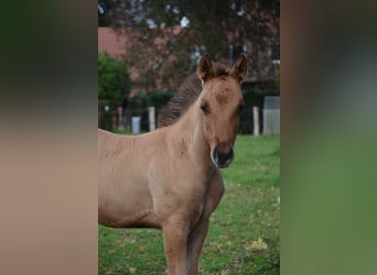 American Quarter Horse, Stute, Fohlen (07/2025), 150 cm, Falbe