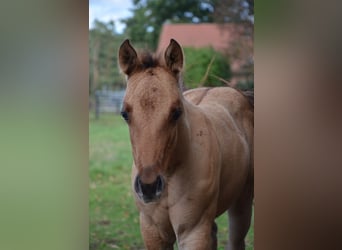 American Quarter Horse, Stute, Fohlen (07/2025), 150 cm, Falbe