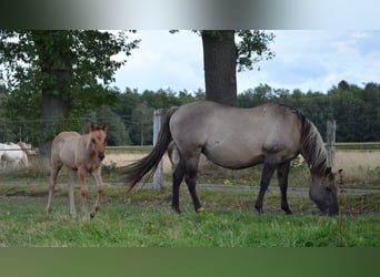 American Quarter Horse, Stute, Fohlen (07/2025), 150 cm, Falbe