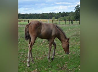 American Quarter Horse, Stute, Fohlen (07/2025), 150 cm, Falbe