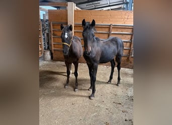 American Quarter Horse, Stute, Fohlen (03/2026), 150 cm