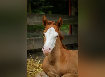 American Quarter Horse, Stute, Fohlen (05/2026), 150 cm, Fuchs