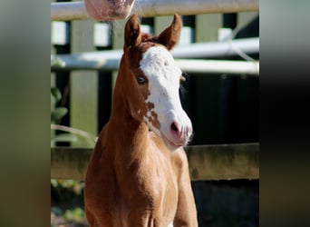 American Quarter Horse, Stute, , 150 cm, Fuchs