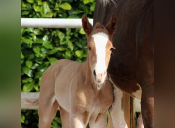 American Quarter Horse, Stute, Fohlen (03/2026), 150 cm, Fuchs