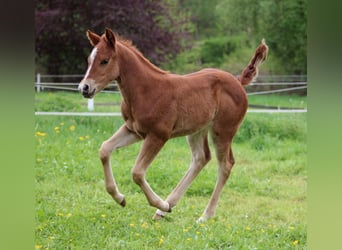 American Quarter Horse, Stute, Fohlen (04/2026), 150 cm, Fuchs