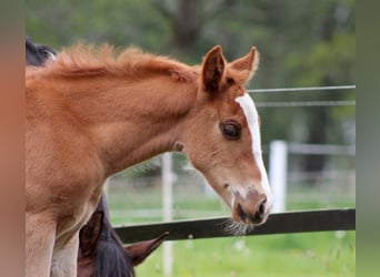 American Quarter Horse, Stute, Fohlen (03/2026), 150 cm, Fuchs