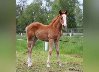 American Quarter Horse, Stute, Fohlen (03/2026), 150 cm, Fuchs