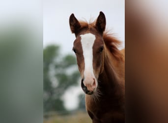 American Quarter Horse, Stute, Fohlen (03/2026), 150 cm, Fuchs