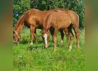 American Quarter Horse, Stute, Fohlen (06/2023), 150 cm, Fuchs