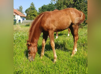 American Quarter Horse, Stute, Fohlen (06/2023), 150 cm, Fuchs