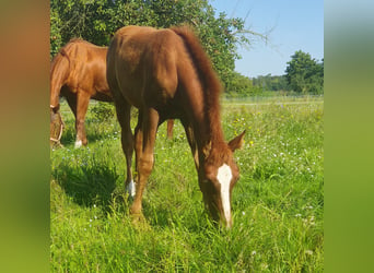 American Quarter Horse, Stute, Fohlen (06/2023), 150 cm, Fuchs