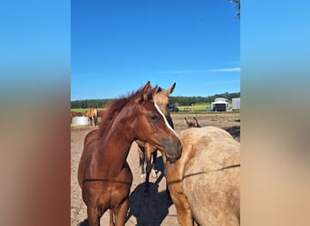 American Quarter Horse, Stute, Fohlen (06/2023), 150 cm, Fuchs