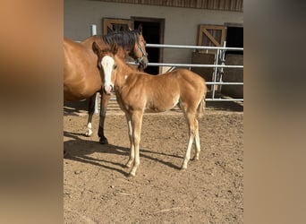 American Quarter Horse, Stute, Fohlen (05/2026), 150 cm, Fuchs