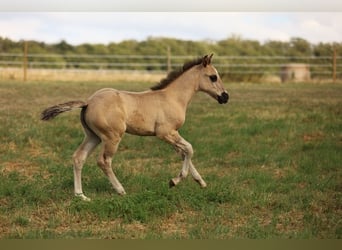 American Quarter Horse, Stute, Fohlen (05/2023), 150 cm, Grullo