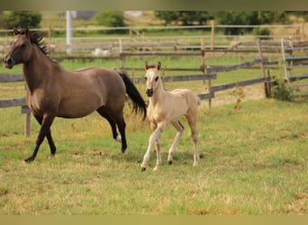 American Quarter Horse, Stute, Fohlen (05/2023), 150 cm, Grullo