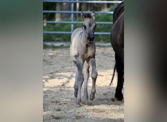 American Quarter Horse, Stute, Fohlen (01/2026), 150 cm, Grullo