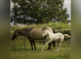 American Quarter Horse, Stute, Fohlen (06/2025), 150 cm, Grullo