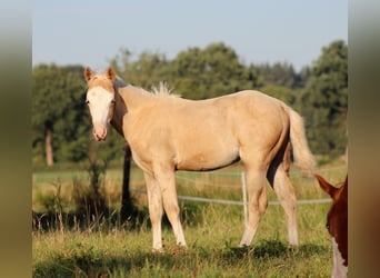 American Quarter Horse, Stute, Fohlen (05/2026), 150 cm, Palomino