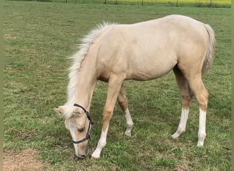 American Quarter Horse, Stute, Fohlen (04/2023), 150 cm, Palomino