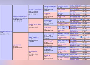 American Quarter Horse, Stute, Fohlen (04/2023), 150 cm, Palomino