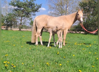 American Quarter Horse, Stute, Fohlen (04/2023), 150 cm, Palomino