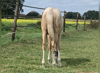 American Quarter Horse, Stute, Fohlen (04/2023), 150 cm, Palomino