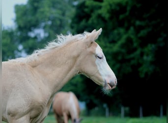 American Quarter Horse, Stute, Fohlen (05/2026), 150 cm, Palomino