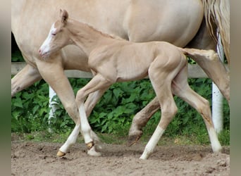 American Quarter Horse, Stute, Fohlen (05/2026), 150 cm, Palomino