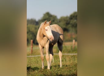 American Quarter Horse, Stute, Fohlen (05/2026), 150 cm, Palomino
