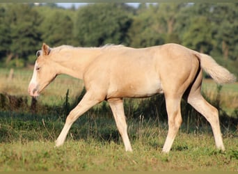 American Quarter Horse, Stute, Fohlen (05/2026), 150 cm, Palomino