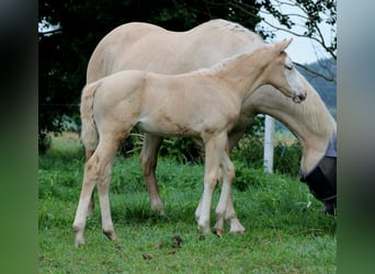 American Quarter Horse, Stute, Fohlen (05/2026), 150 cm, Palomino