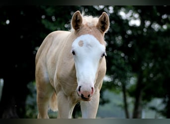 American Quarter Horse, Stute, Fohlen (05/2026), 150 cm, Palomino