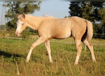 American Quarter Horse, Stute, Fohlen (05/2026), 150 cm, Palomino