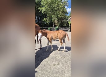 American Quarter Horse, Stute, Fohlen (05/2026), 150 cm, Red Dun