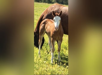 American Quarter Horse, Stute, Fohlen (05/2026), 150 cm, Red Dun