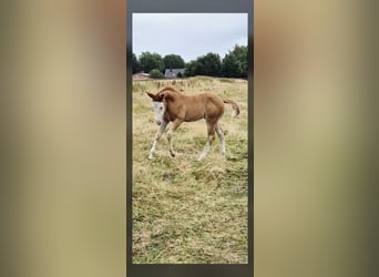 American Quarter Horse, Stute, Fohlen (05/2026), 150 cm, Red Dun