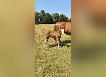 American Quarter Horse, Stute, Fohlen (05/2026), 150 cm, Red Dun