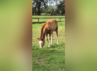 American Quarter Horse, Stute, Fohlen (05/2026), 150 cm, Red Dun