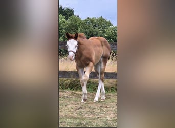 American Quarter Horse, Stute, Fohlen (05/2026), 150 cm, Red Dun