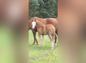 American Quarter Horse, Stute, Fohlen (05/2026), 150 cm, Red Dun