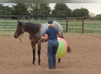 American Quarter Horse, Stute, Fohlen (06/2025), 150 cm, Roan-Bay